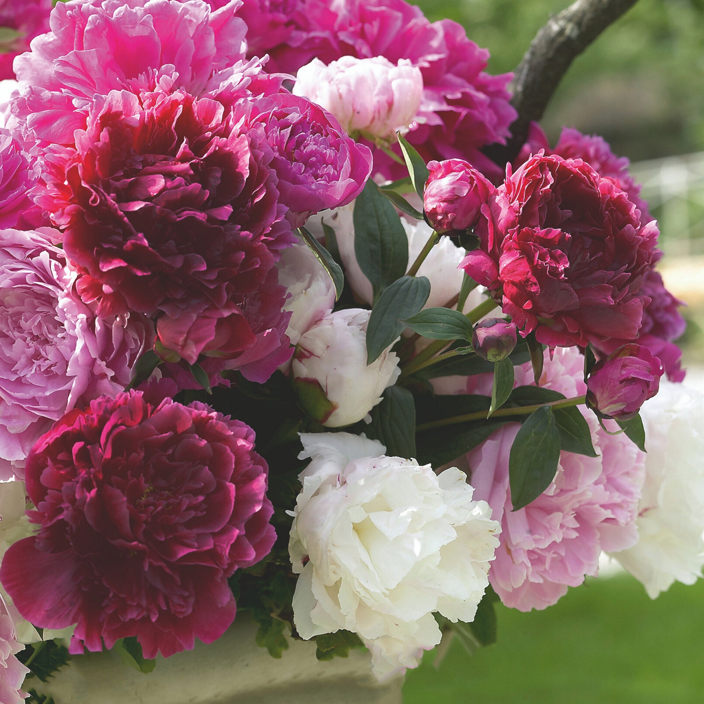 Classic Peony Mix | Costco