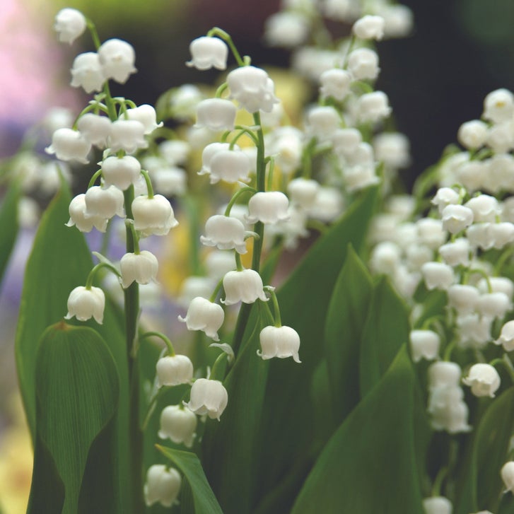 Pre-Order Longfield Gardens Lily of the Valley, 48 Plants | Costco
