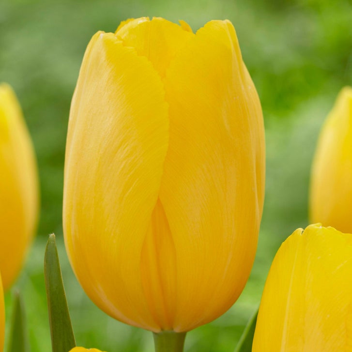 Longfield Gardens Simply Sunshine Tulip Collection, 180 bulbs | Costco