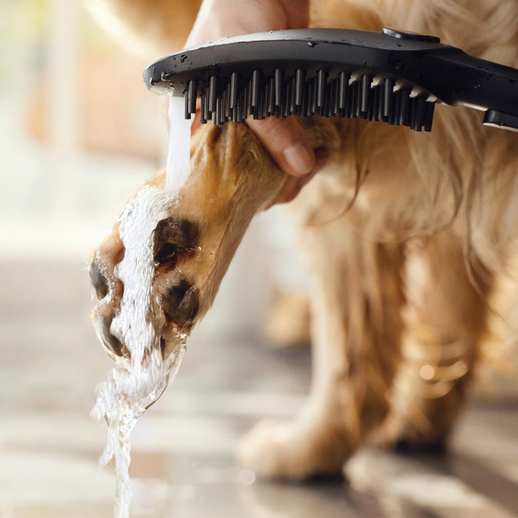 Hansgrohe Dog Showerhead | Costco