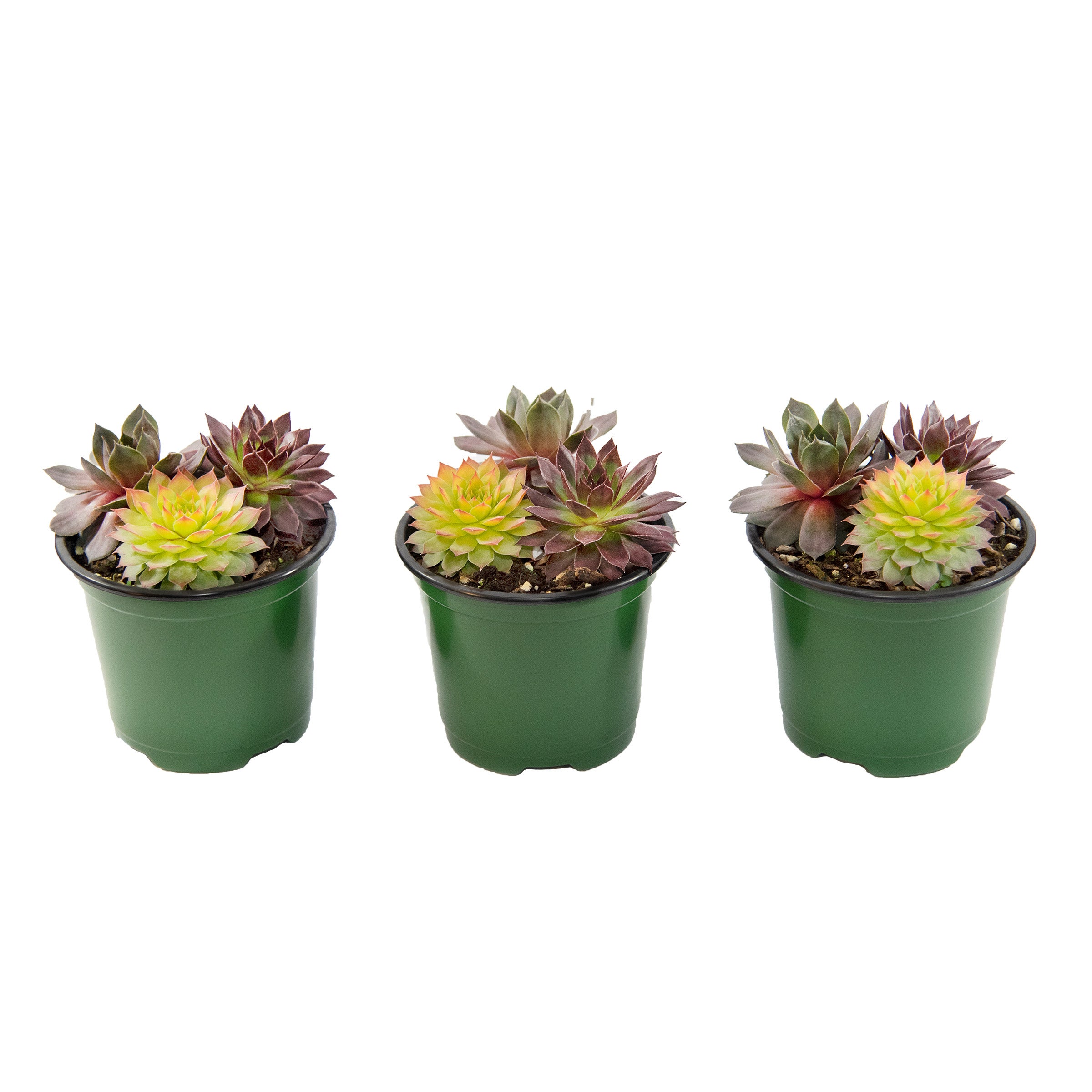 Chick Charms Trio Candied Campfire Succulents