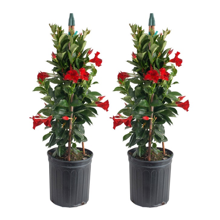 Costa Farms Mandevilla Teepee Flowering Plant in Nursery Pot, 2