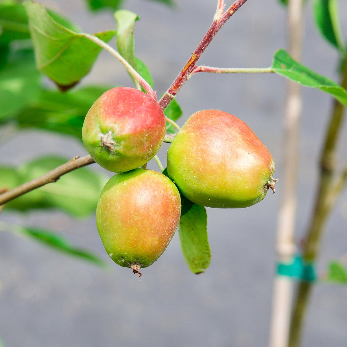 Perfect Plants Cross Pollinating Apple Tree 5 Gallon, 2-pack | Costco