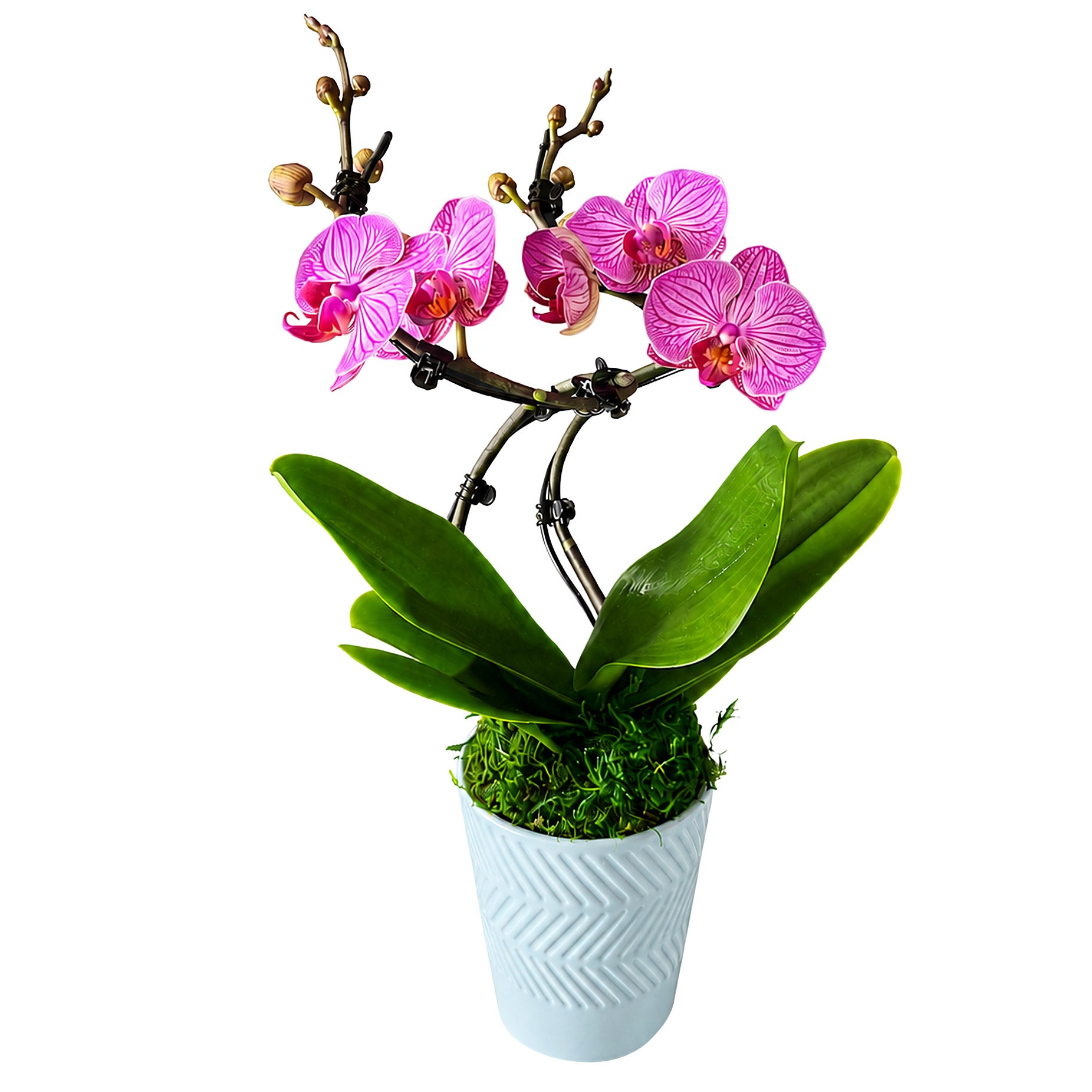 DOUBLE PIROUETTE ORCHID 18OZ