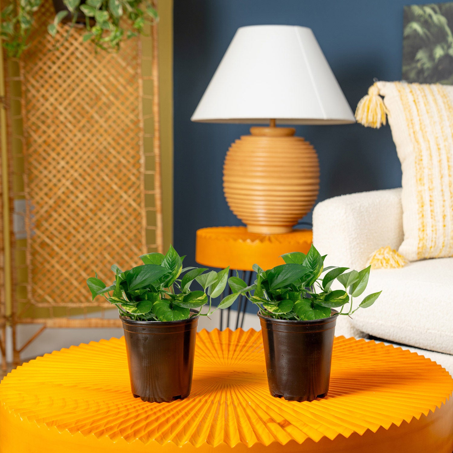 Costa Farms Golden Pothos, Devil's Ivy, Houseplant in Nursery Pot