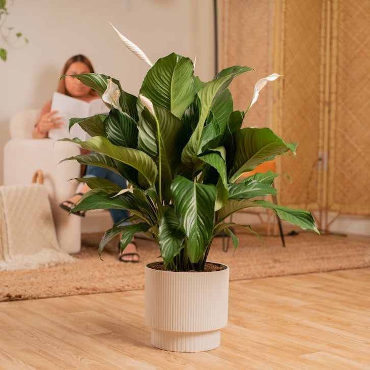 Costa Farms Peace Lily, Spathiphyllum, Houseplant in Decor Planter