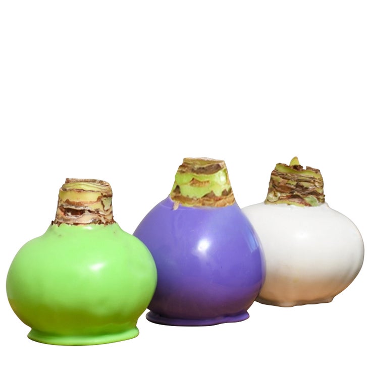 Amaryllis★セール様 リクエスト 3点 まとめ商品 Bloomaker Garden Trio Waxed Amaryllis Trio, No Water Needed | Costco