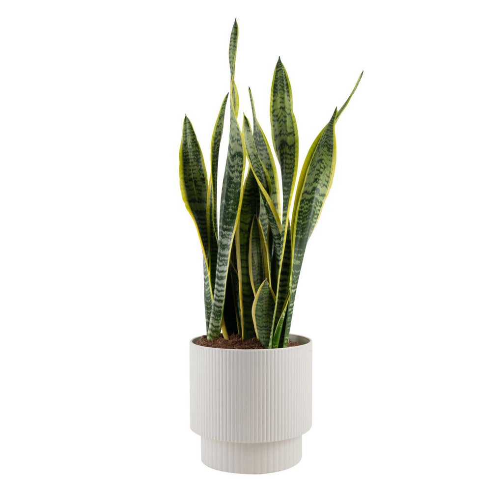 Enlarge Product Preview 1