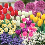 Assorted Fall Bulbs