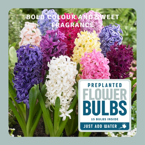 Fall Preplanted Bulb - Assorted Hyacinths | Costco