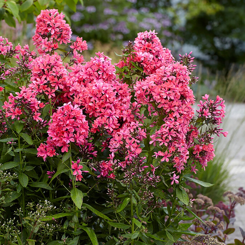 Phlox Paniculata Cleopatra Bareroot, 9-pack | Costco