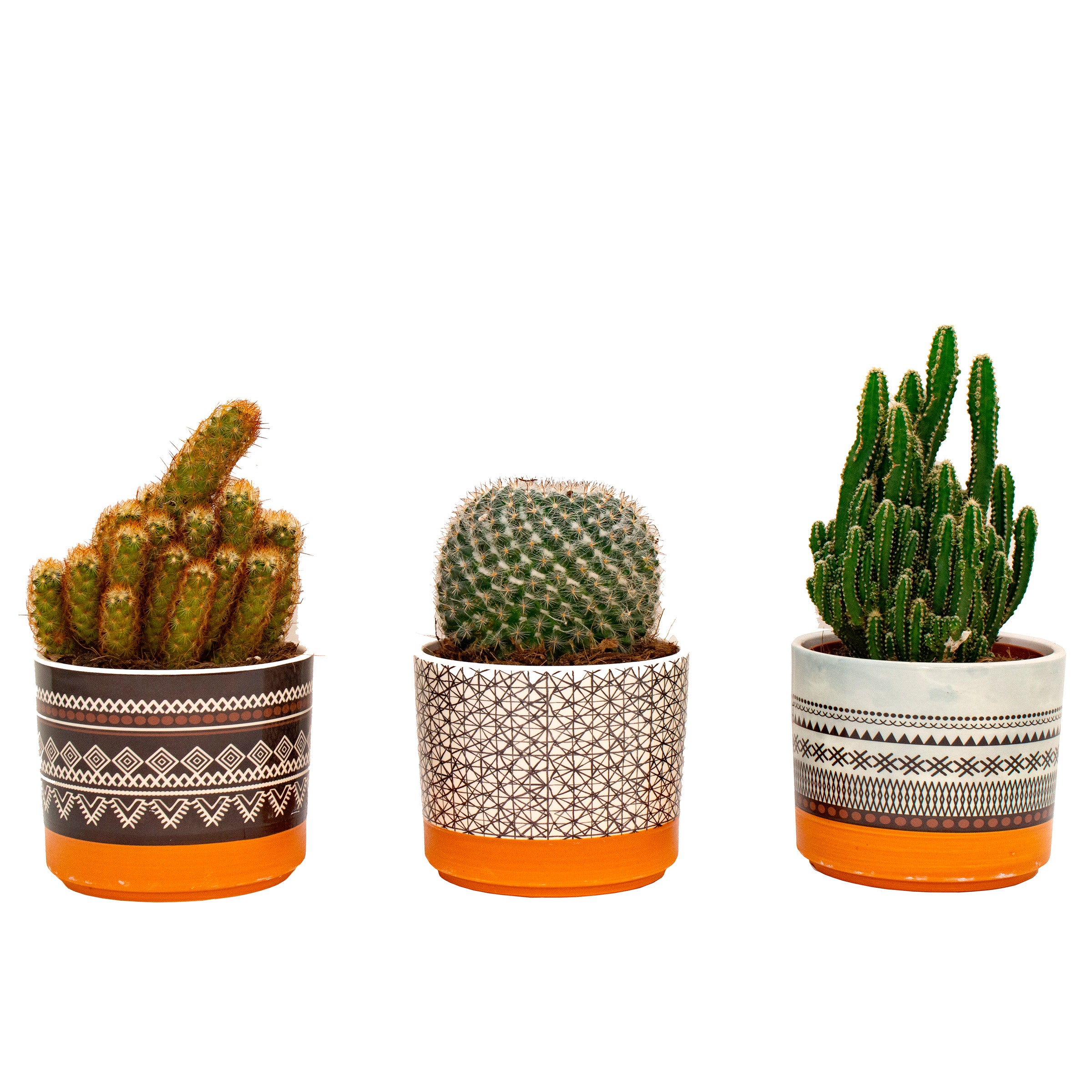 Cactus in Southwest Inspired Clay Pot, 3-pack | Costco