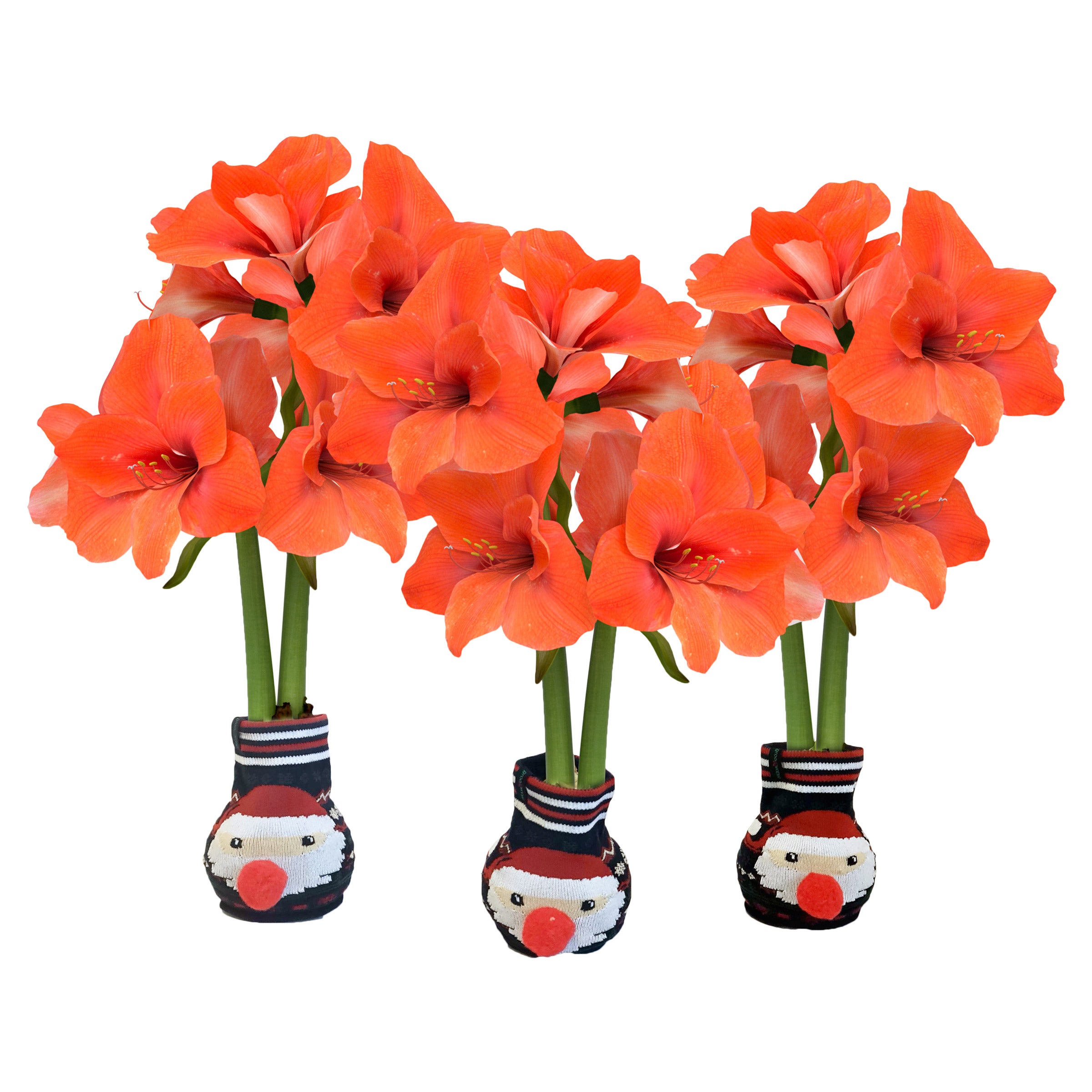 Bloomaker Santa Sweater Amaryllis Trio | Costco