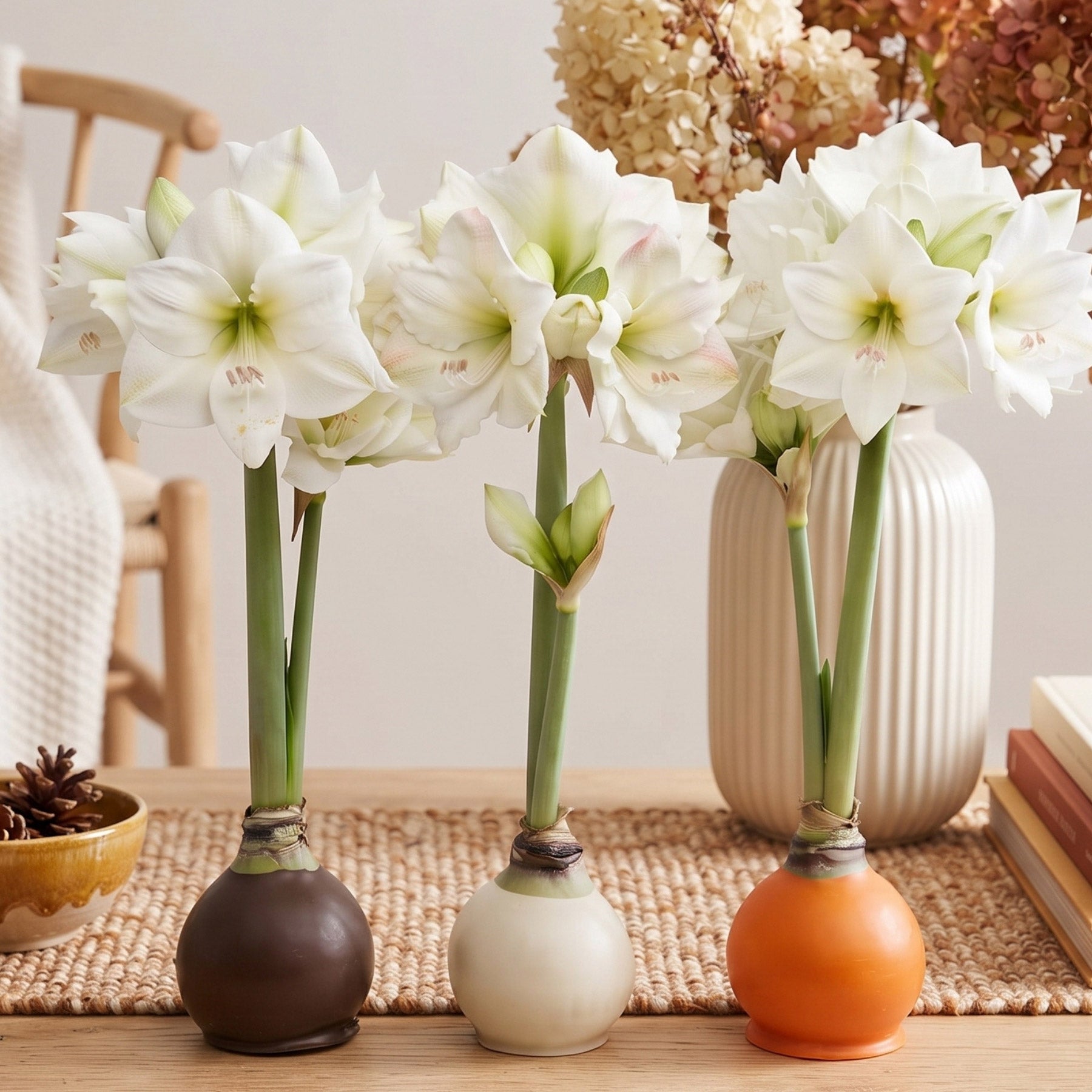 Bloomaker Fall Sweets Waxed Amaryllis Trio, No Water Needed | Costco