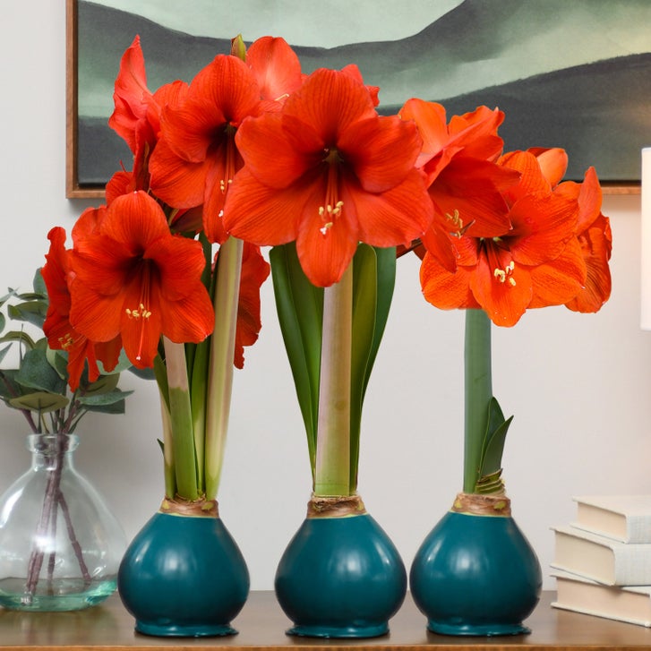 Bloomaker Teal Waxed Amaryllis Trio, No Water Needed | Costco