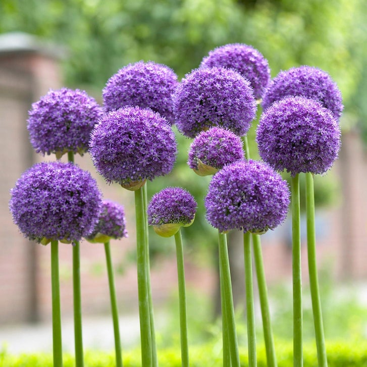 知多 allium様 Longfield Gardens Alliums | Costco