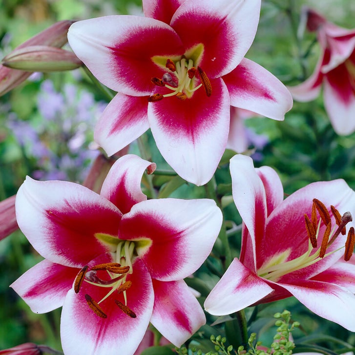 Van Zyverden Lily Bulbs | Costco