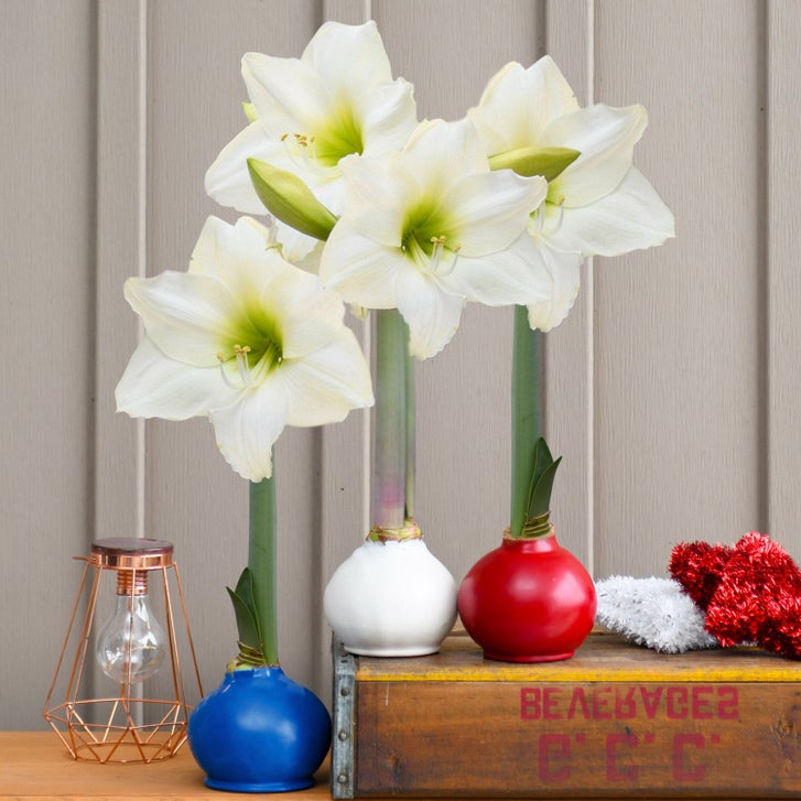 Bloomaker Patriotic Waxed Amaryllis Trio, No Water Needed | Costco