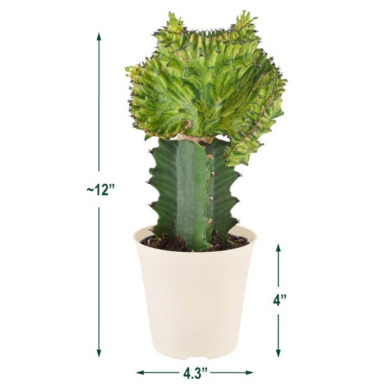 Enlarge Product Preview 2