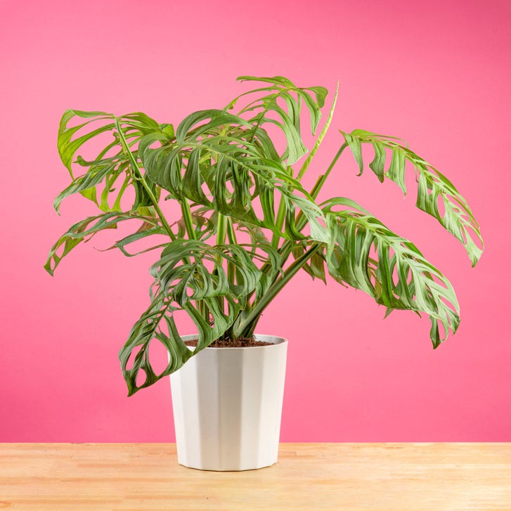 Costa Farms Monstera Esqueleto Houseplant in Decor Planter | Costco