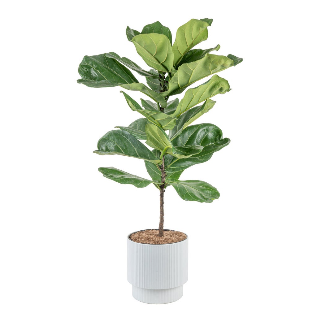 Enlarge Product Preview 1