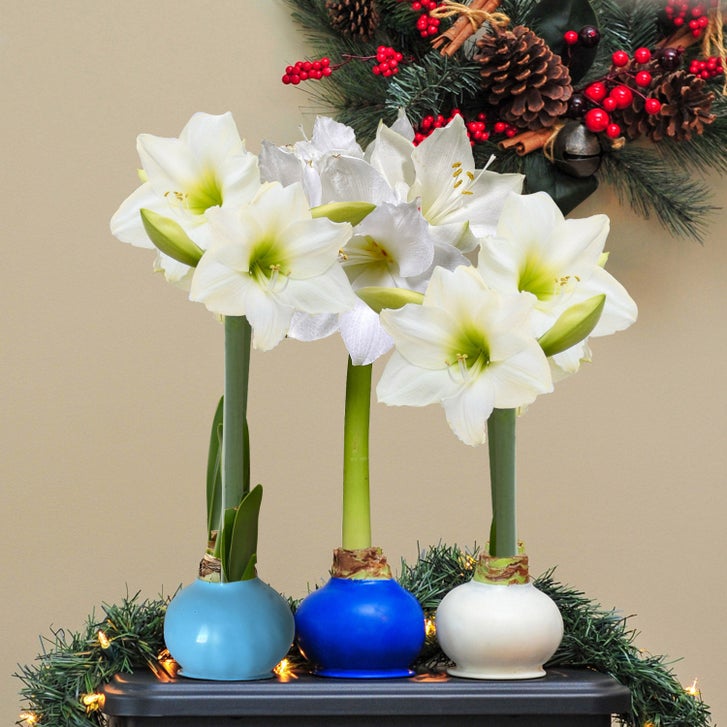 Bloomaker Hanukkah Waxed Amaryllis Trio, No Water Needed | Costco