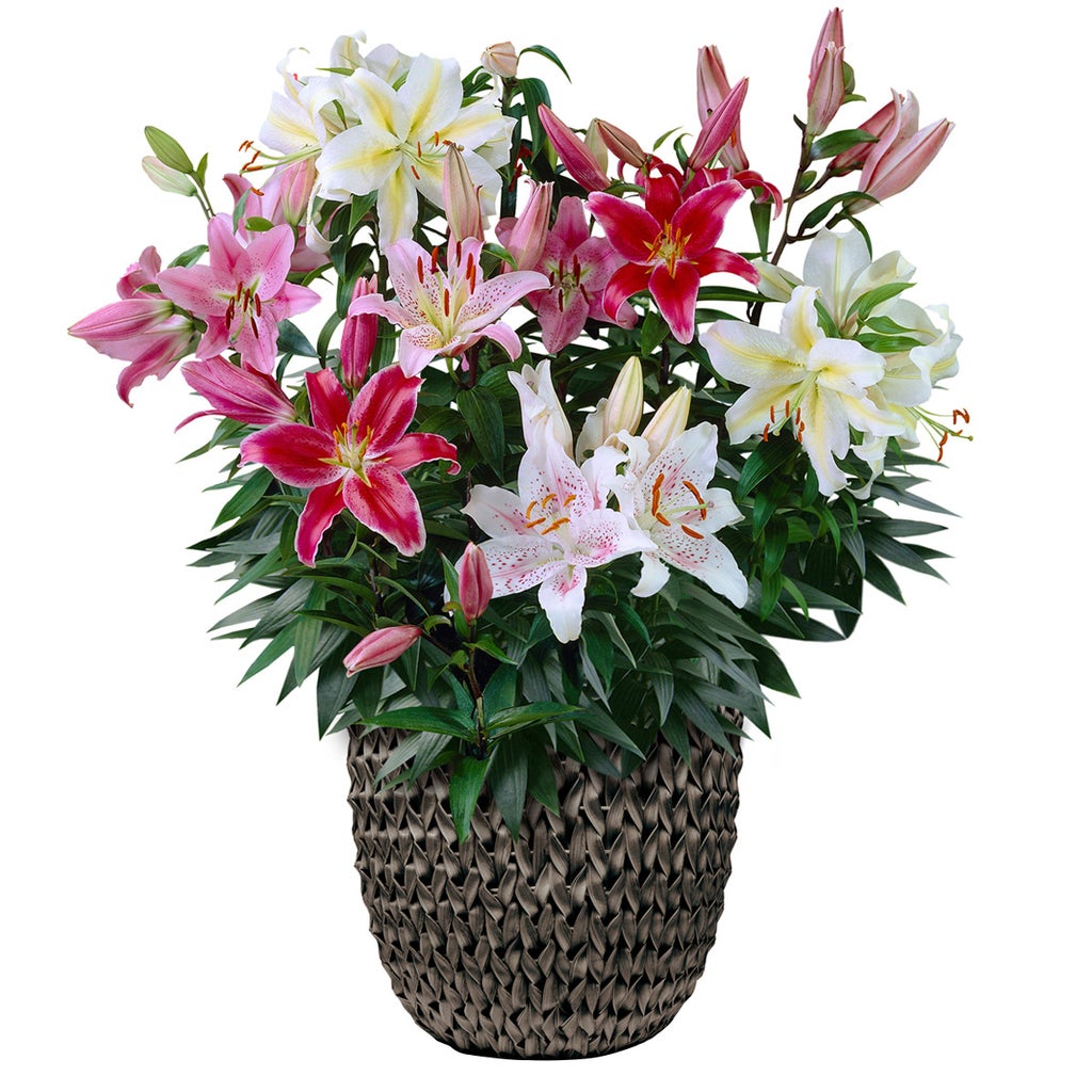 lily♡ Pre-Planted Oriental Hybrid Lily in Round Basket | Costco