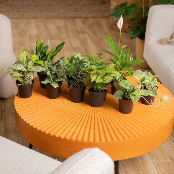 Costa Farms Exotic Angels Assorted Clean Air Houseplant Collection