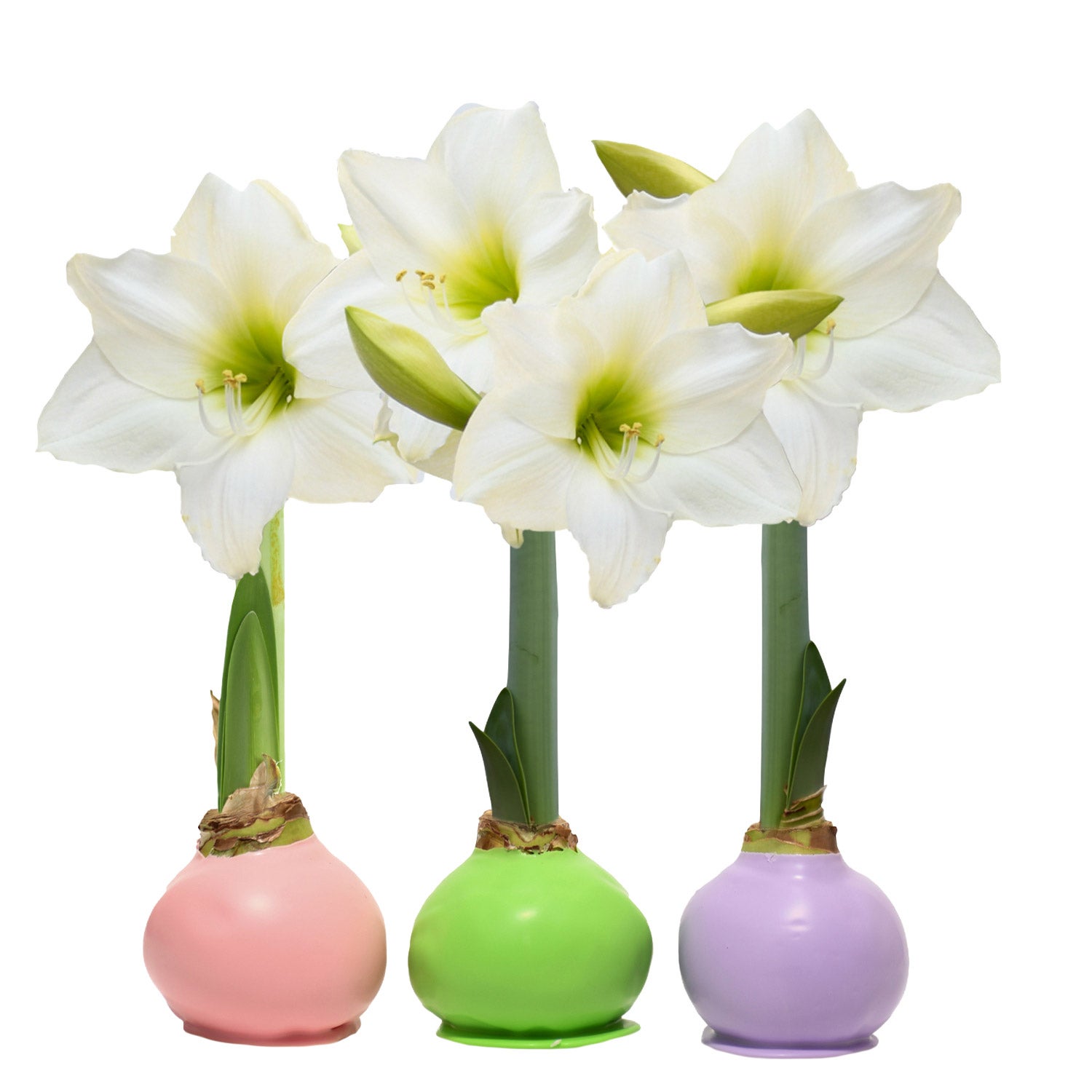 Bloomaker Spring Waxed Amaryllis Trio, No Water Needed | Costco