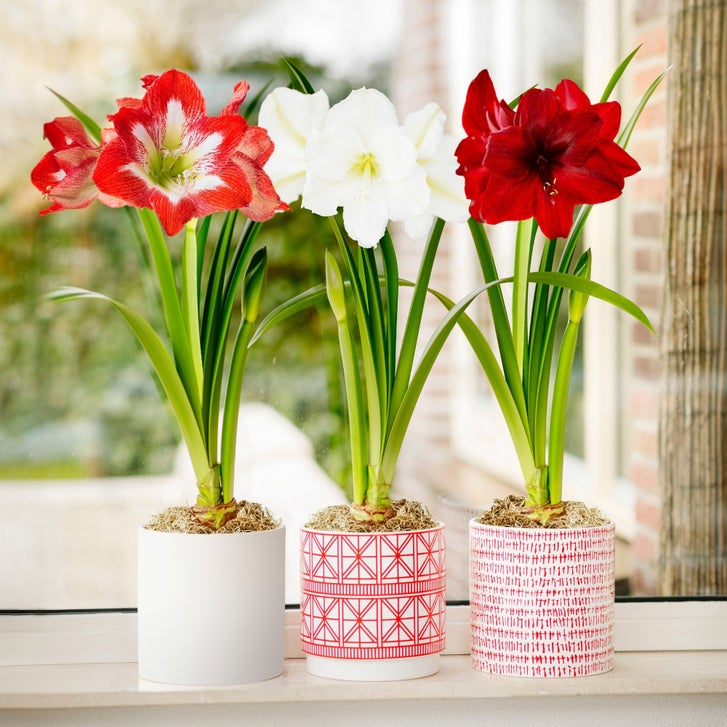 Longfield Gardens Amaryllis 'Red Pearl','Minerva' & 'Matterhorn