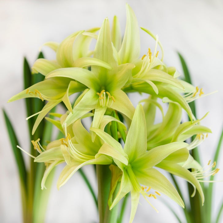 Longfield Gardens Designer Amaryllis Collection, 4 bulbs | Costco