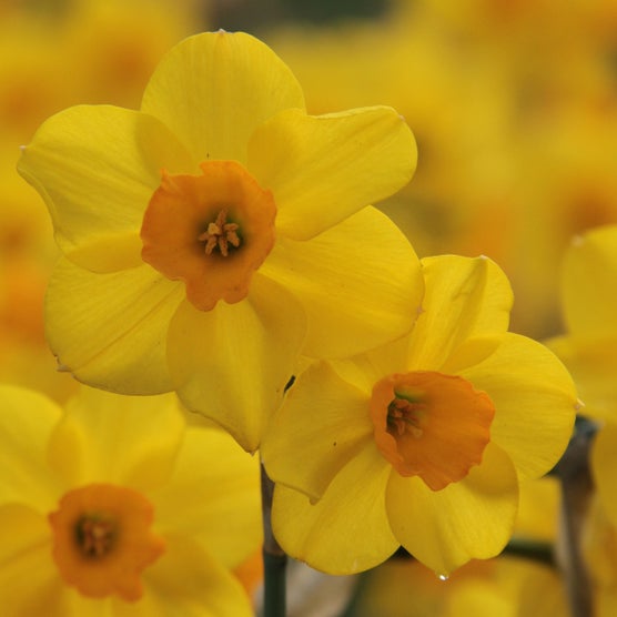 Longfield Gardens Royal Spring Collection 150 Bulbs | Costco