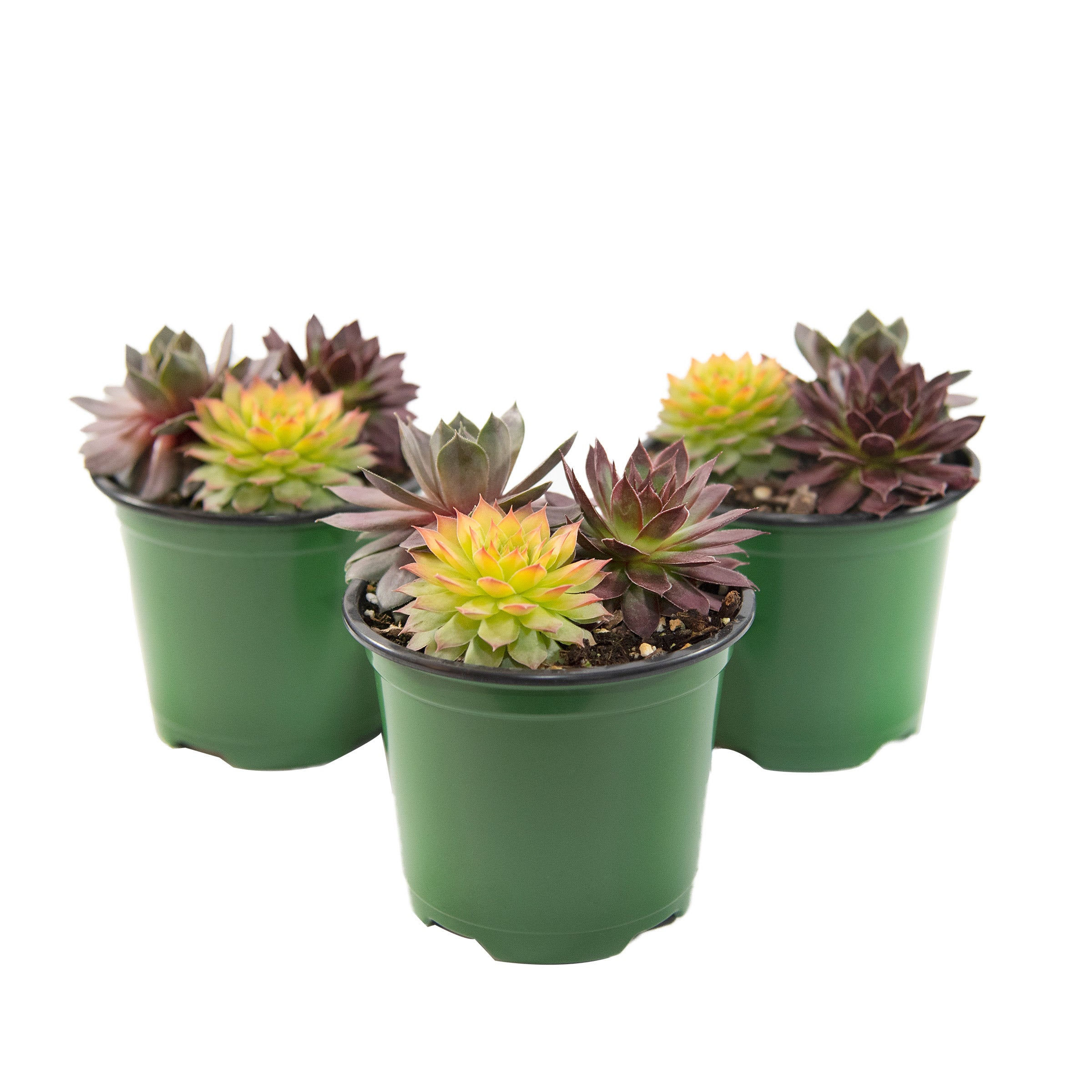 ゴリラ T. Succulent Form × Nizanda＋おまけ 1521957-847__2.jpg