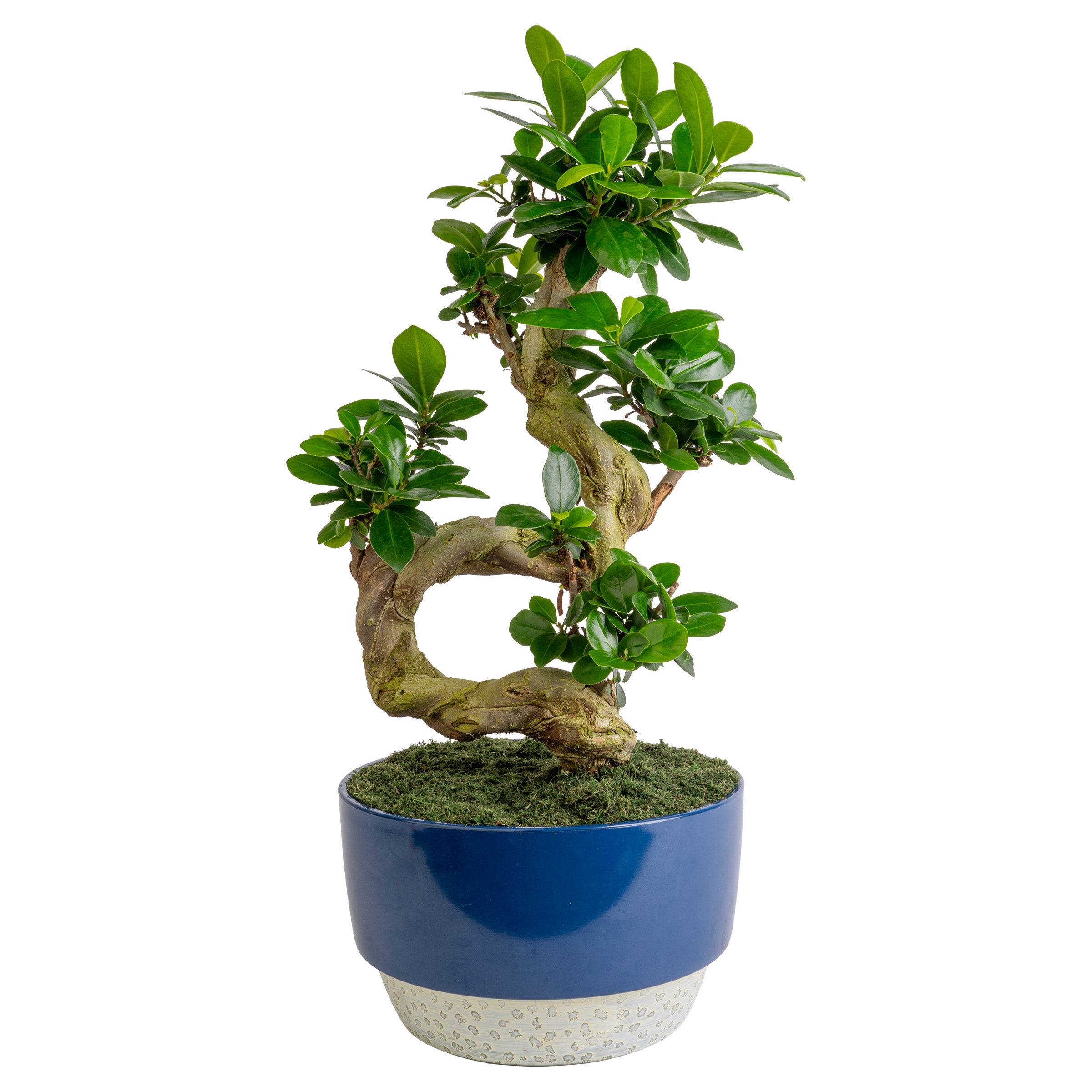 9" S-SHAPED BONSAI