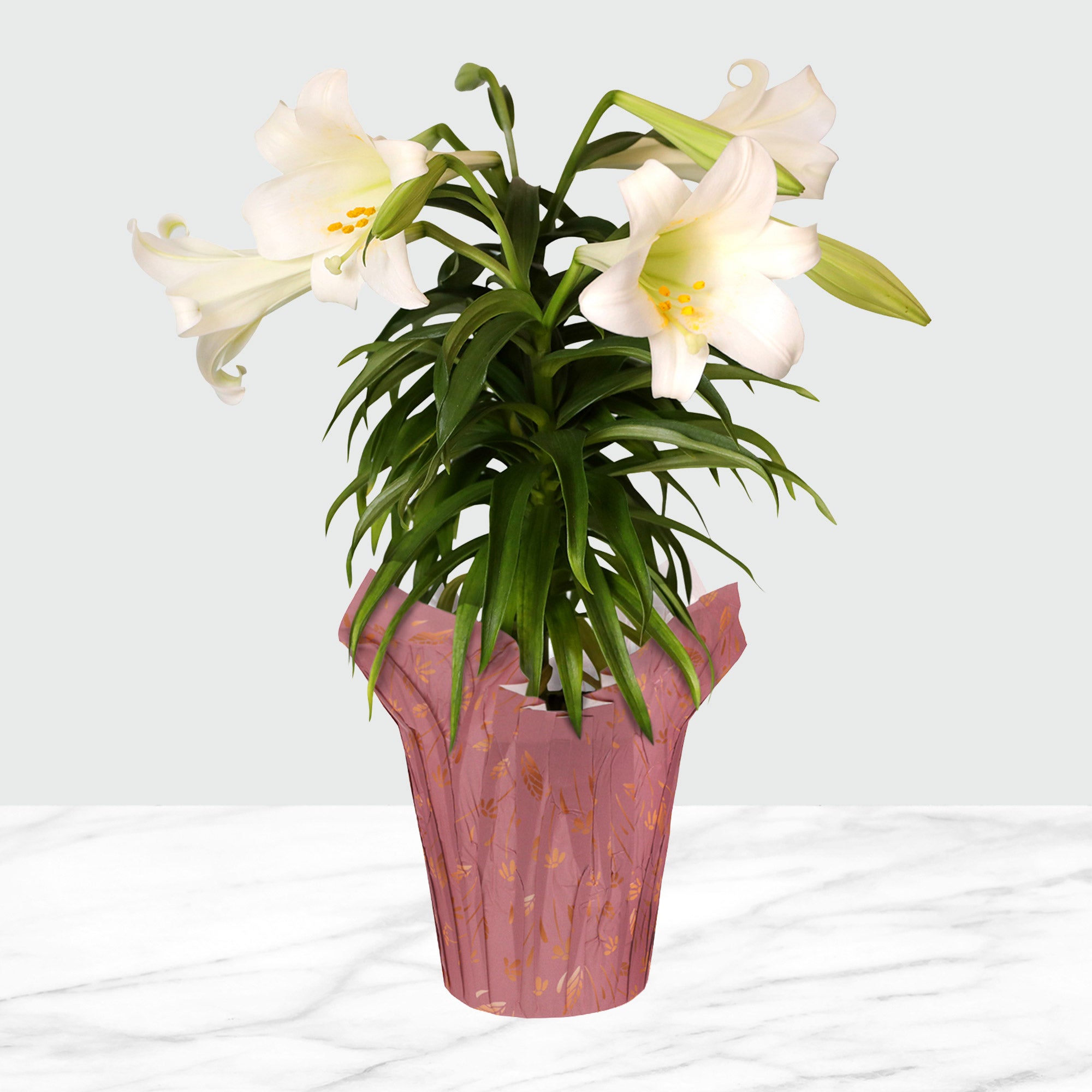 6” Live Decorative Easter Lily in Briony Pot Cover – Spring Gift