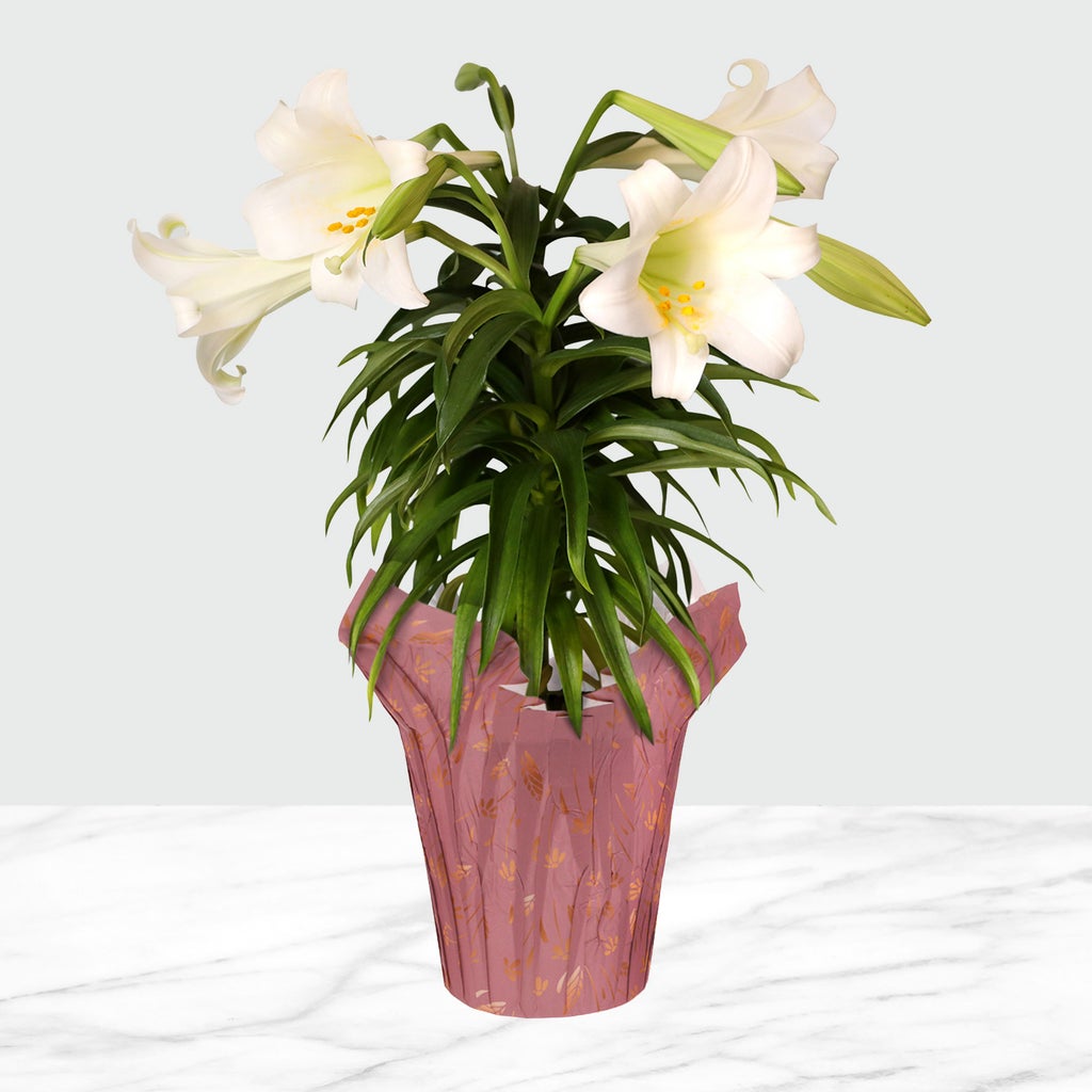 lily　25cm & 20cm おまとめ　5月10日以降発送 6” Live Decorative Easter Lily in Briony Pot Cover – Spring Gift