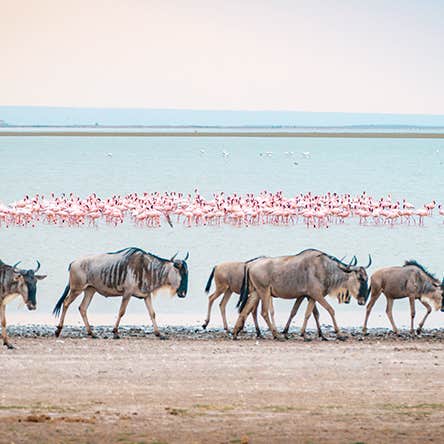 Discover Iconic East Africa