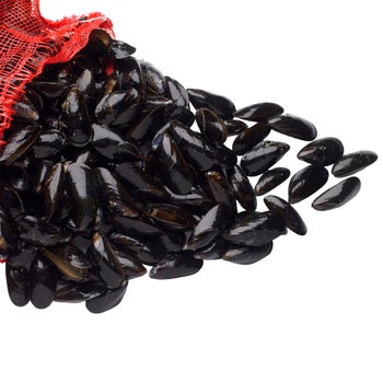 Canadian Cove Fresh Mussels, 10 lb Mesh Bag