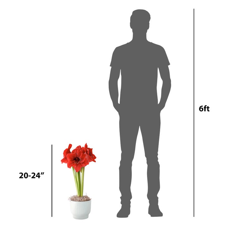 Enlarge Product Preview 6