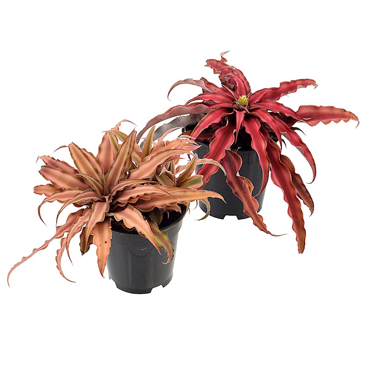 Cryptanthus 2株セット Cryptanthus Pink & Red Earth Star Live Indoor Plant in 4