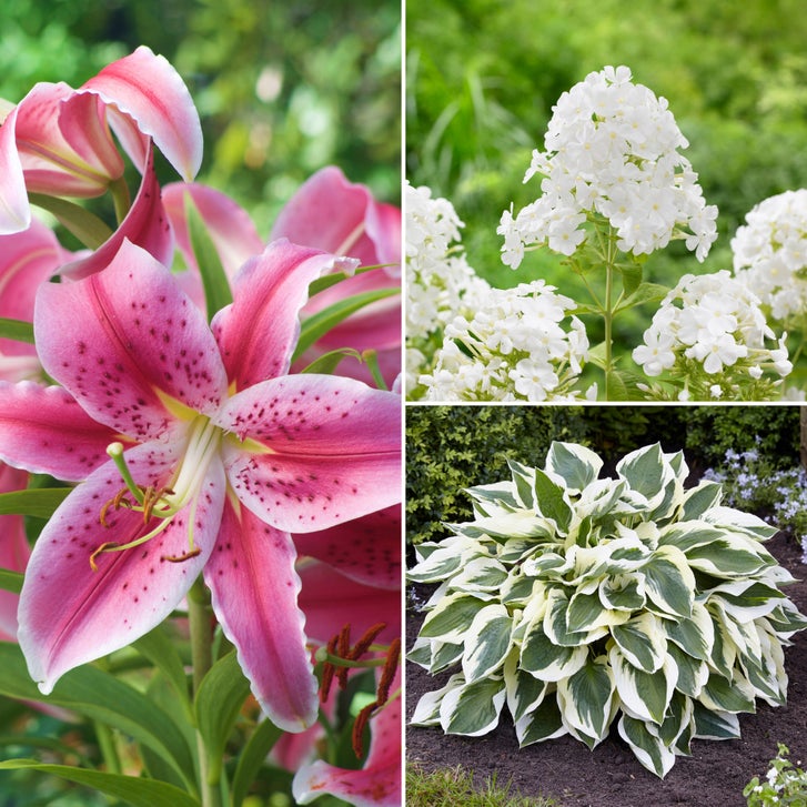 Longfield Gardens Ultimate Sun and Shade Perennial Collection | Costco