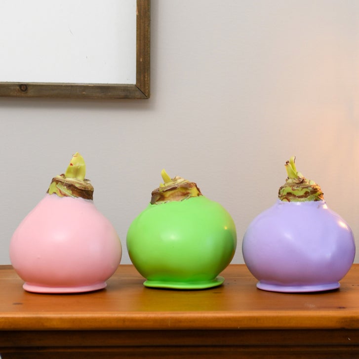 Bloomaker Spring Waxed Amaryllis Trio, No Water Needed | Costco