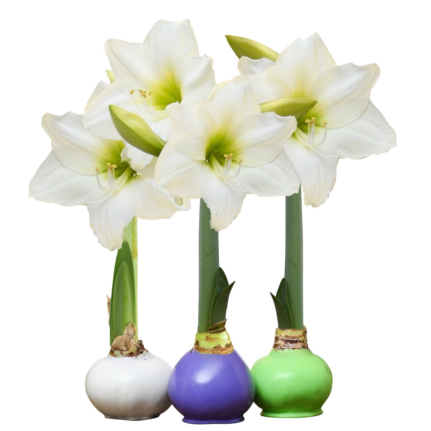 Amaryllis★セール様 リクエスト 3点 まとめ商品 Bloomaker Garden Trio Waxed Amaryllis Trio, No Water Needed | Costco