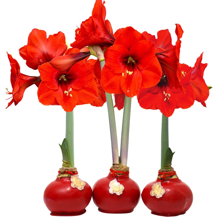 Bloomaker Chinese New Year Waxed Amaryllis Trio, No Water Needed
