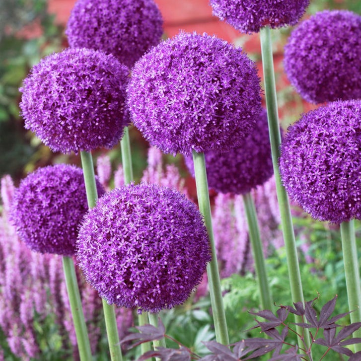 知多 allium様 Van Zyverden Giant Allium Ambassador - Set of 5 Mammoth Bulbs | Costco