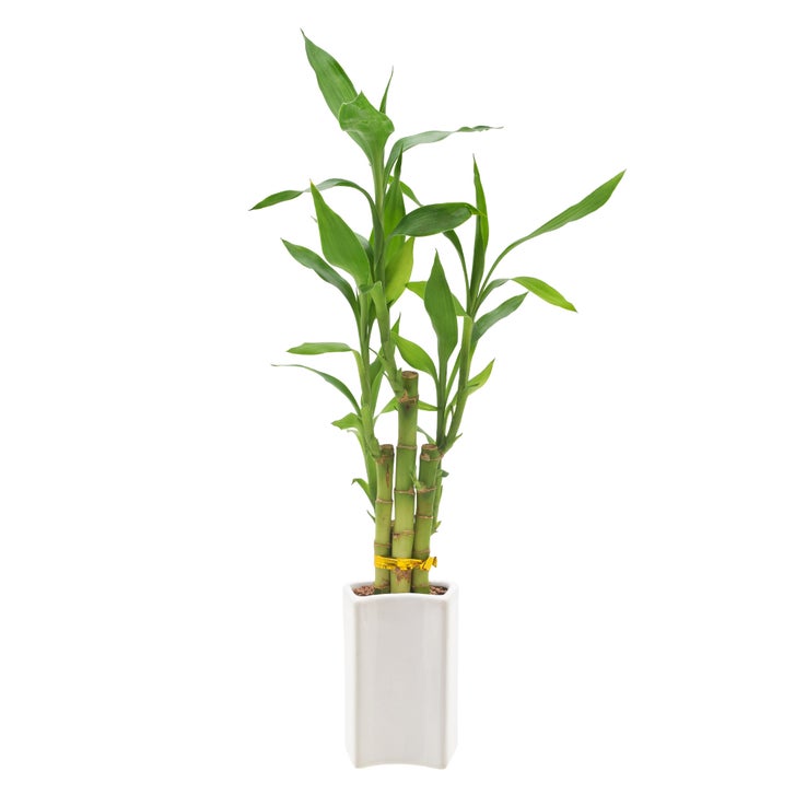 Enlarge Product Preview 4