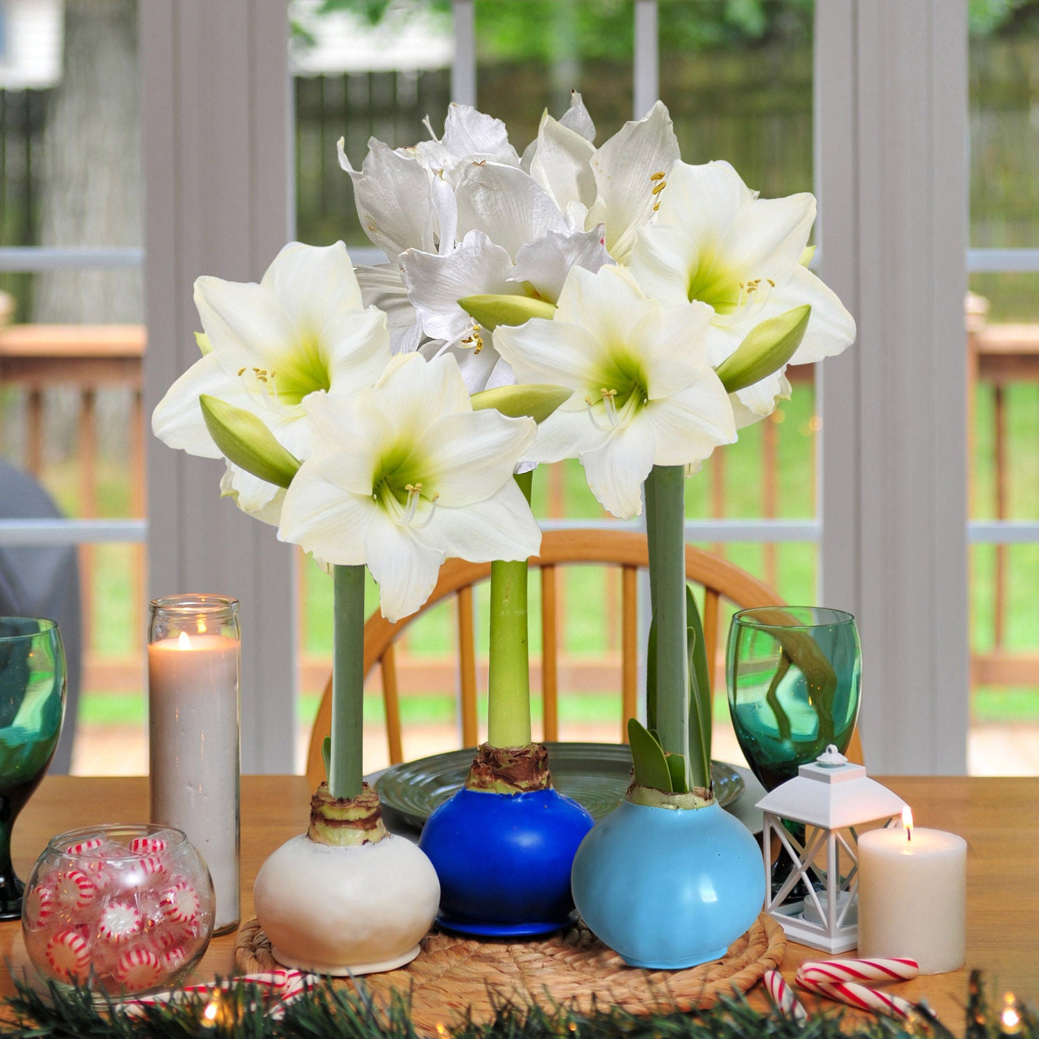 amaryllis コンピ Bloomaker Hanukkah Waxed Amaryllis Trio, No Water Needed | Costco