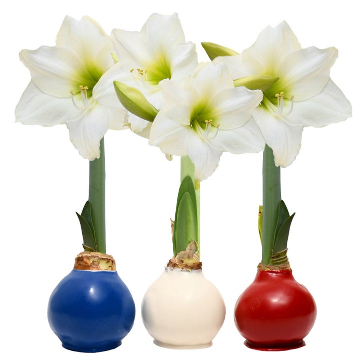 Amaryllis★セール様 リクエスト 3点 まとめ商品 Bloomaker Patriotic Waxed Amaryllis Trio, No Water Needed | Costco