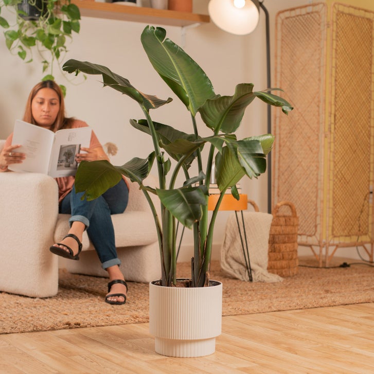 天照太御神　ospグレートホワイトシャーク2鉢 Costa Farms White Bird of Paradise, Strelitzia Nicolai, Houseplant