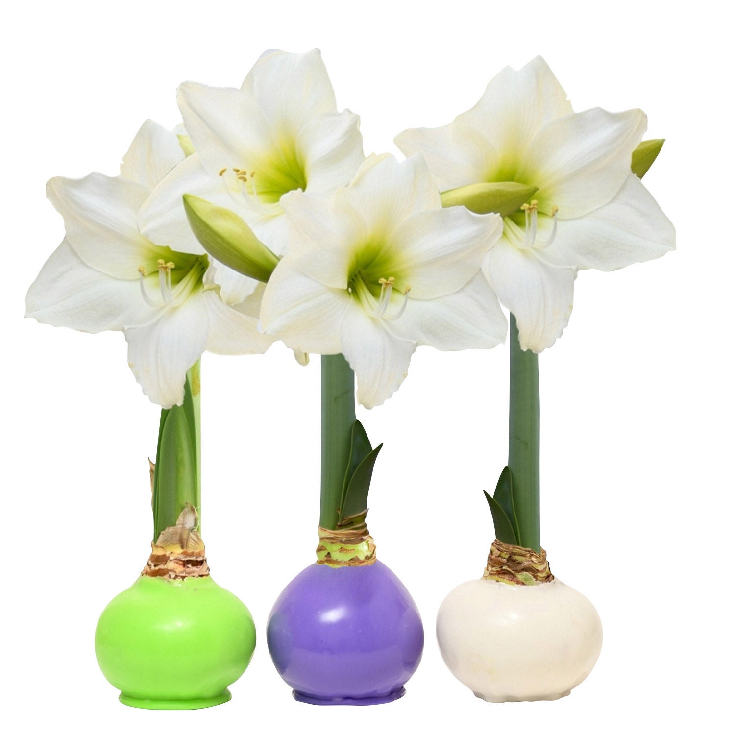 Bloomaker Garden Trio Waxed Amaryllis Trio, No Water Needed | Costco